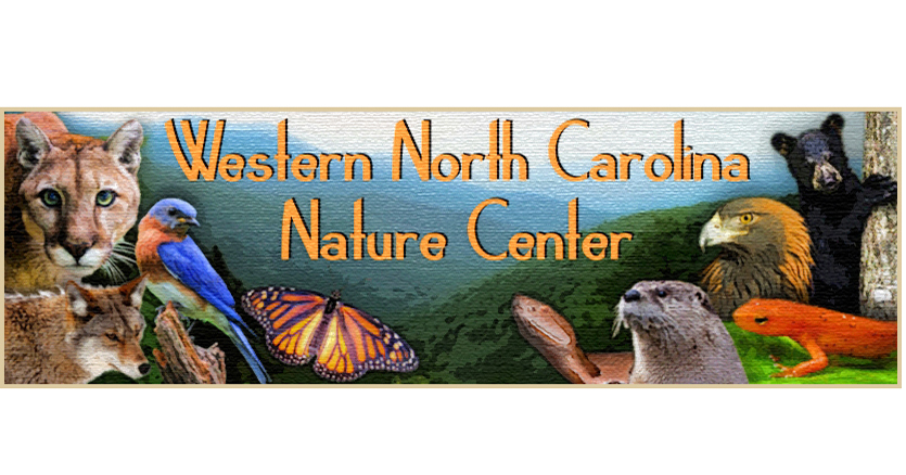 Nature Center Notes: Birds of prey in WNC