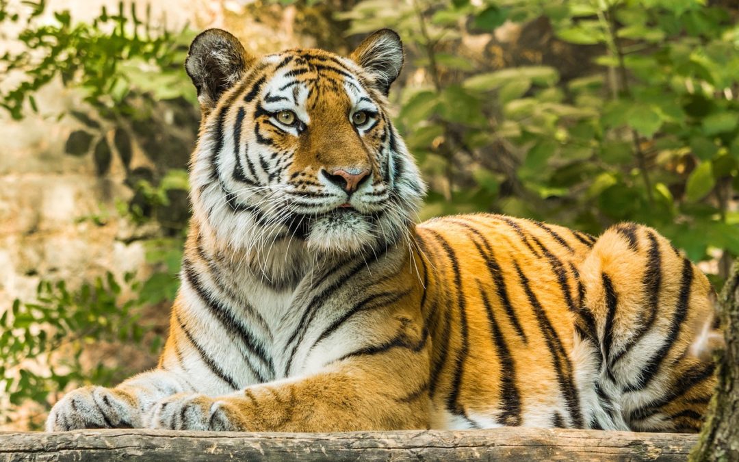 Tiger World 2024